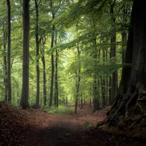 forest_trail_07