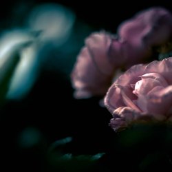 dark_pink_rose_beauty