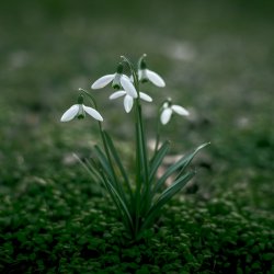 lily_of_the_valley_05