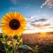 sunflower_in_sunset
