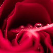 rose_and_drops_03