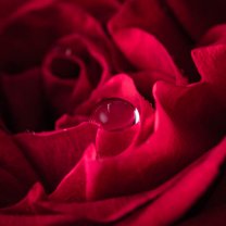 rose_and_drops_05