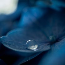 droplet_on_blue_leaf