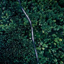 road_through_bavarian_forest