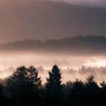 morning_in_bavarian_forest