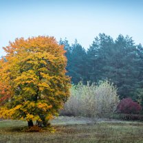 maerkische_schweiz_moody_autumn_tree