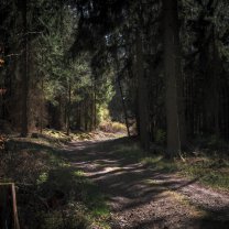 forest_trail_03
