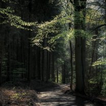 forest_trail_04