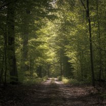 forest_trail_05