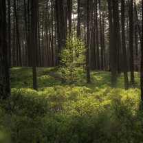 forest_trail_06