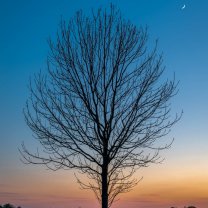 tree_in_dawn