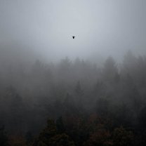 saxon_switzerland_bird_through_fog