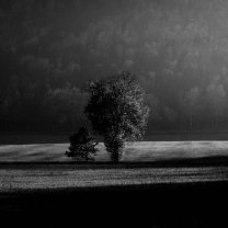 saxon_switzerland_lonely_trees