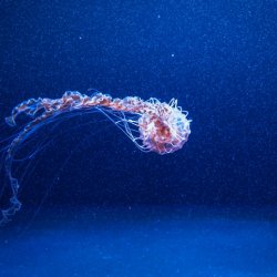 jellyfish_aquarium_berlin
