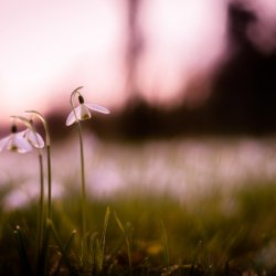 lily_of_the_valley_06