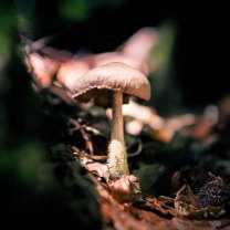 mushroom_in_bavarian_forest
