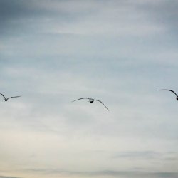 seagulls_trio