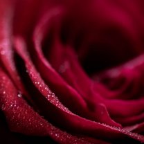 rose_and_drops_01