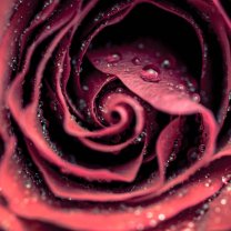 rose_and_drops_02