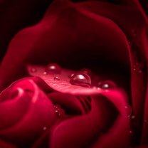 rose_and_drops_04