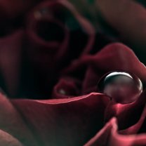 rose_and_drops_06